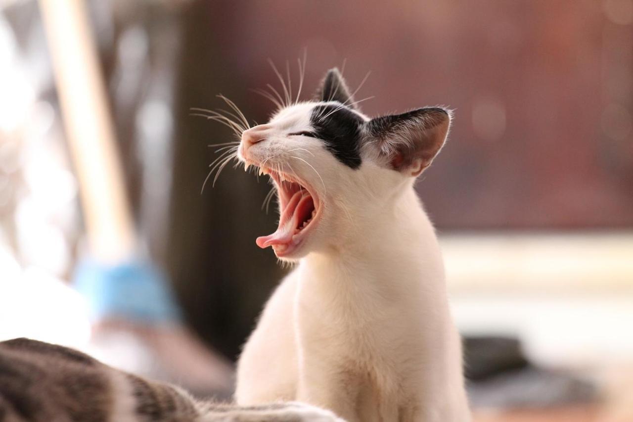 猫と断食の宿 Cat Inn Neko Kunisaki Exterior foto