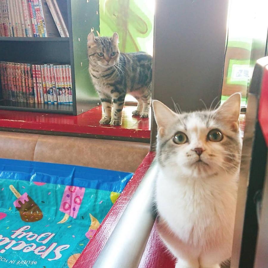 猫と断食の宿 Cat Inn Neko Kunisaki Exterior foto